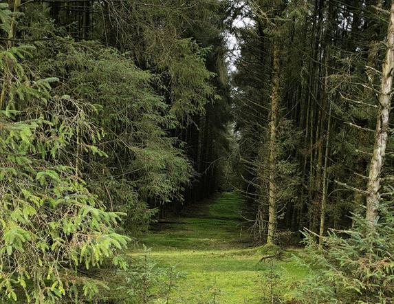 Image of a green path through trees at Davagh