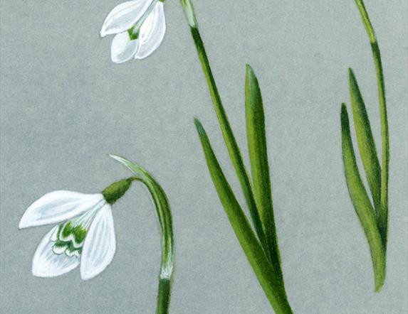 Snowdrop