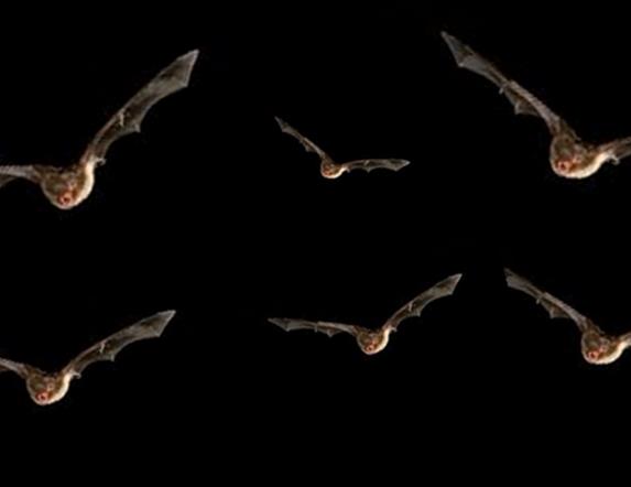 Bats Along the Lagan