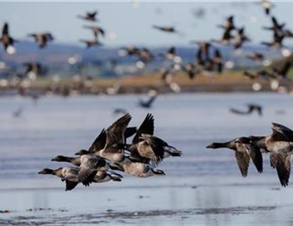 Brent Geese flying over the waters at Strangford Lough