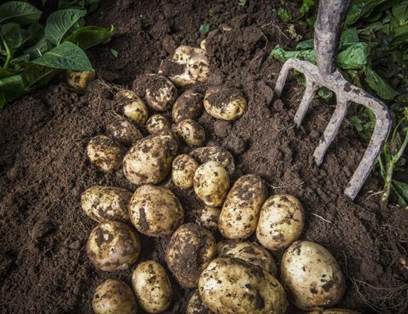 Fork digging up fresh Comber Earlies potatoes from the earth