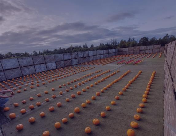 Rosepark Pumpkin Patch