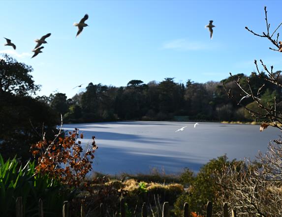 December Winter Walks at Mount Stewart