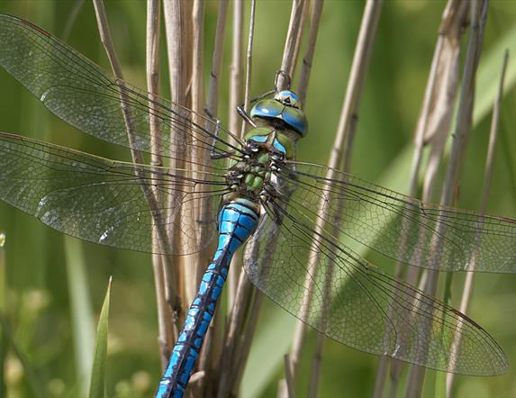 Close up of an emperor dragonfly