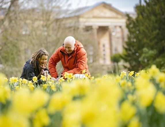 Image shows a man and woman knelt down admiring the display of daffodils with Hillsborough Castle in the background