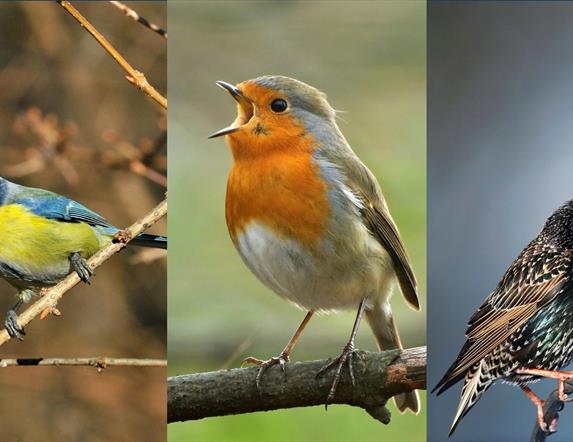 Talk by Clive Scoular: Birds of Scotland and Northern Ireland