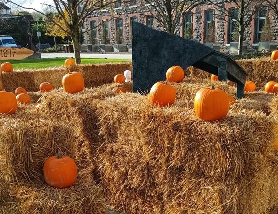 Mossley Mill Pumpkin Patch