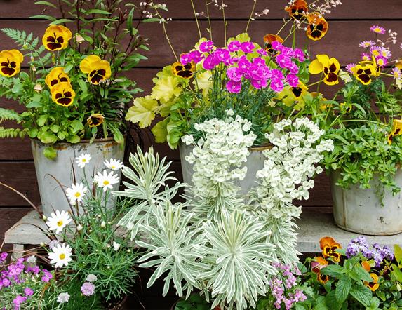 Flowers in pots