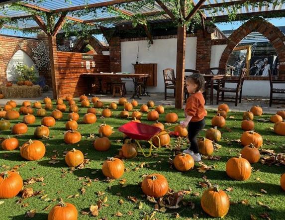 Pumpkin Patch