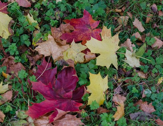 Golden Tales & Autumn Trails at Castle Espie