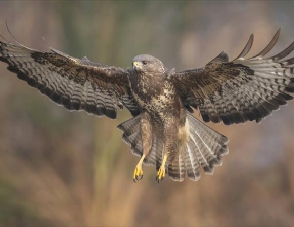 Image of a bird in flight