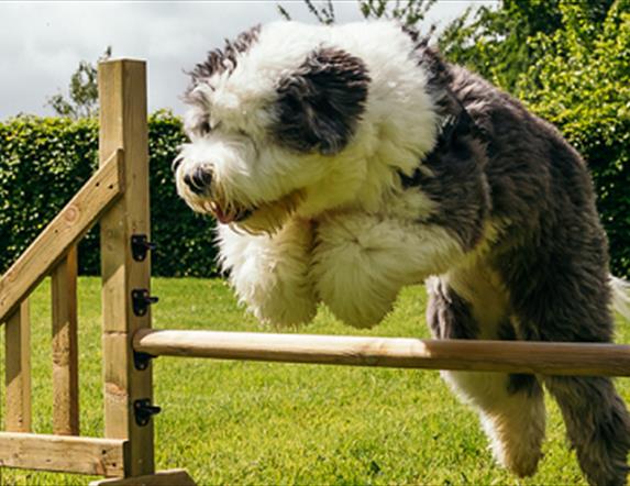 Dog jumping a fence