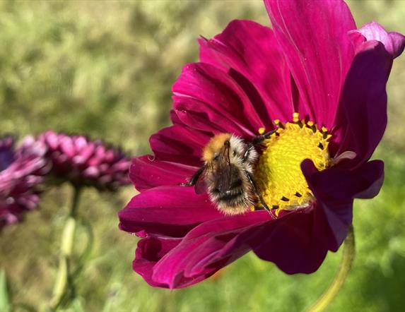 a bee rests in a flower