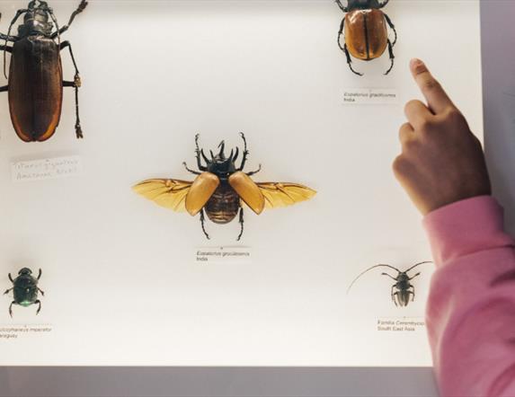The Big Butterfly Blend In at the Ulster Museum