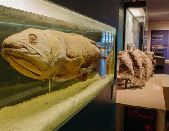 Learn about the  intriguing life of the Coelacanth at the Ulster Museum