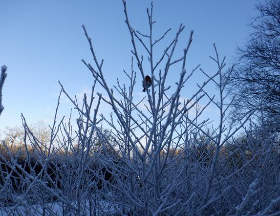 Winter Wildlife Trail