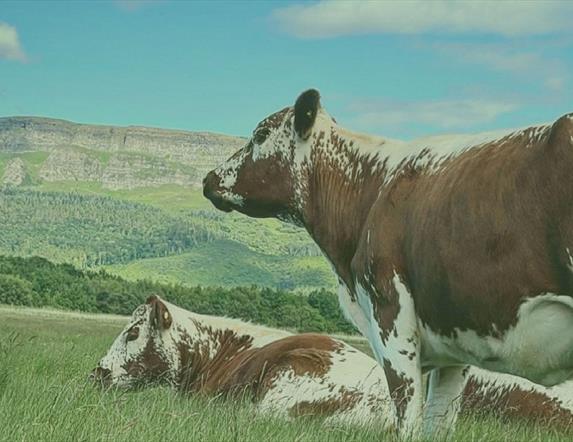 artists impression of moiled cattle below binevenagh mountain