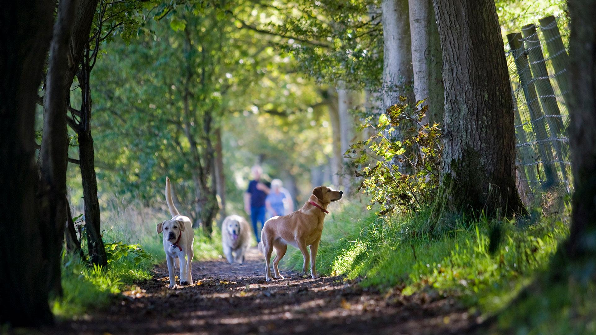 travel to northern ireland with a dog