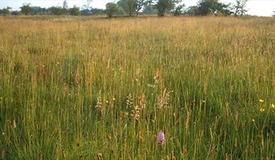 Slievenacloy - Ballycolin