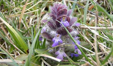 Kebble and Kinramer Nature Reserves