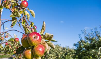 Apples at Ardress