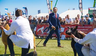 Judge makes his way down the line of sheep exhibitors in the ring at the Balmoral Show.