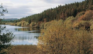 Lough Navar Forest