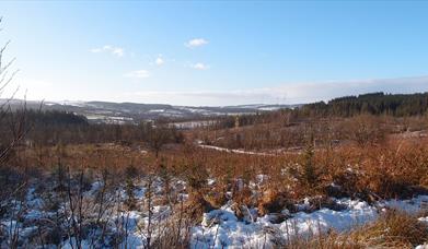 Crocknagrally Forest