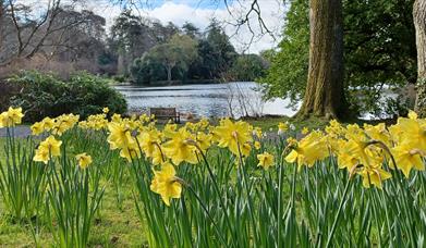 Lake Walk in  Spring