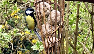A bird enjoying treats from a willow feeder