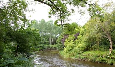 A river flowing through a forest with trees hanging over.