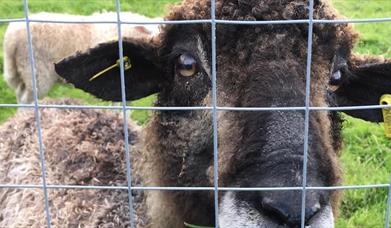 Fermanagh Fun Farm