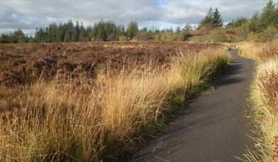 Creggan Wood Walk