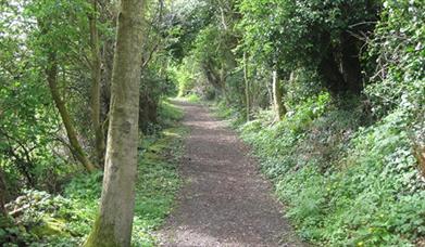 A forest path surrounded by trees.
