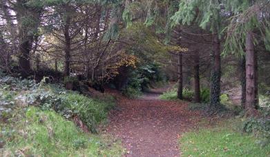 Ballymoyer Woodland