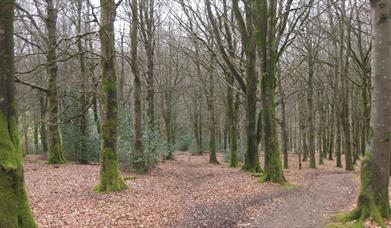 Moydamlaght Forest - Short Trail