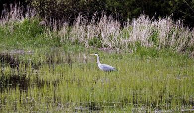 Quoile Pondage Nature Reserve and Countryside Centre