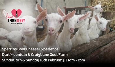 Sperrins Goat Cheese Experience Love LegenDerry Advert