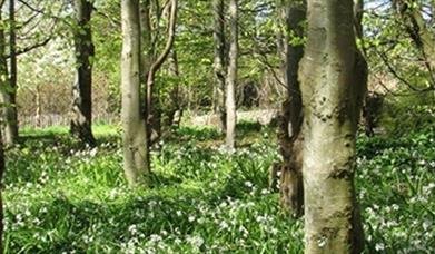 Carnfunnock Biodiversity Walk