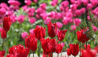 Mother duck and ducklings in the Walled Garden