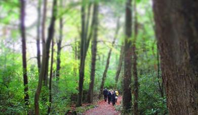 Blessingbourne Woodland Walk