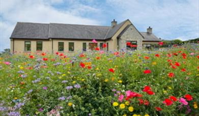 Beautiful modern bungalow with wild flowers growing in the garden