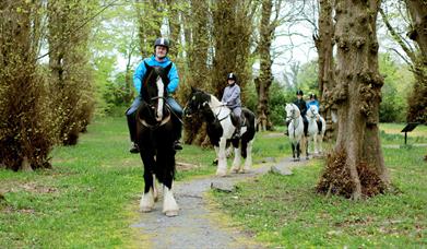 Wild Horse Adventure