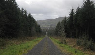 Moydamlaght Forest - Medium Trail