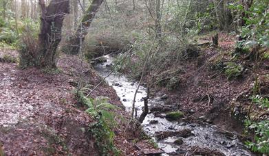 Oakfield Glen and Bashfordsland Wood Walk