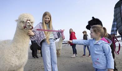 Cranfield Alpacas Experience