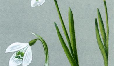 Snowdrop