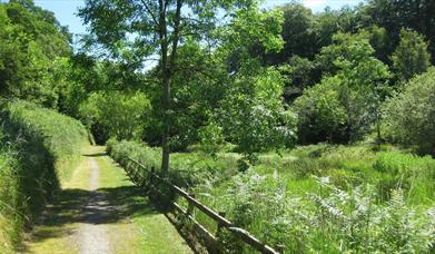 Glenmore Scenic Walk