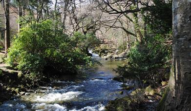 Tollymore Forest Park - River Trail