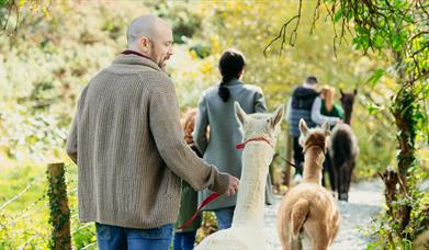 Group taking part in Alpaca Trekking at Ballyburren Outdoor Escapes